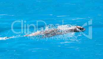 Harbor Seals