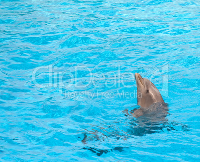 Cute dolphin