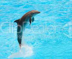 Dolphin