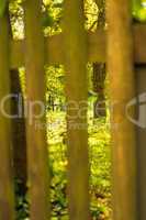 baum hinter zaun im licht