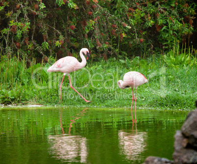 Beautiful pink flamingos