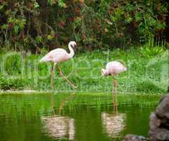 Beautiful pink flamingos