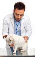 Veterinarian doctor with jack russell