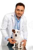 Veterinarian doctor with jack russell