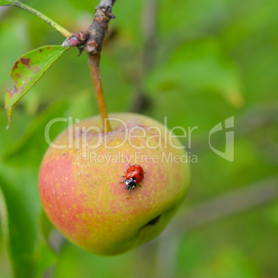 apple and ladybird