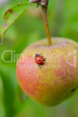 apple and ladybird