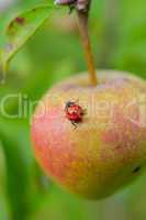 apple and ladybird