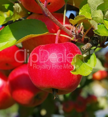 apfel am baum - apple on tree 152