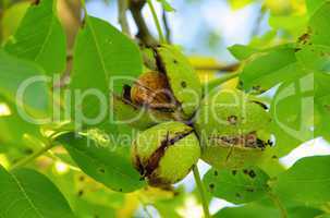 walnussbaum - walnut tree 10