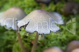 glimmer-tintlinge - coprinus micaceus