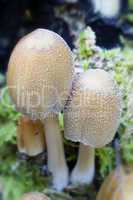 glimmer-tintlinge - coprinus micaceus