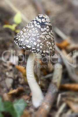 spechttintling - coprinopsis picacea