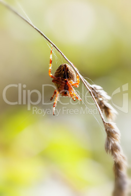 gartenkreuzspinne - araneus diadematus