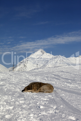 dog sleeping on ski slope