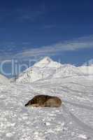 dog sleeping on ski slope