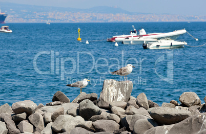 Seagulls on the rocks in Naples