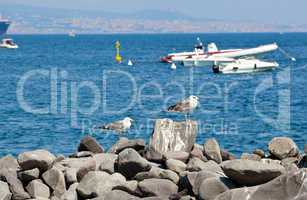 Seagulls on the rocks in Naples