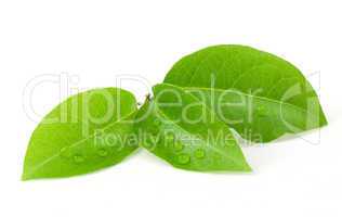 laurus leaf