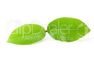 laurus leaf