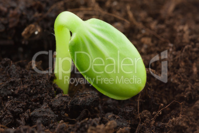 watermelon plant