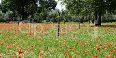 Red poppies on green field