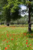 Red poppies on green field