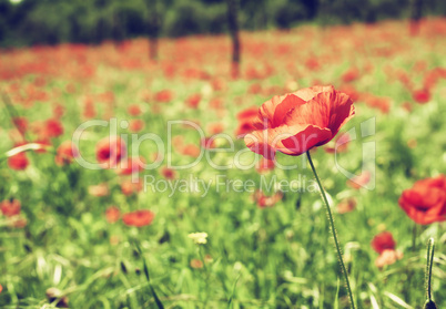 Vintage red poppies on green field