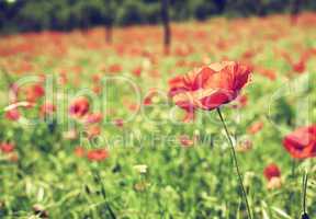 Vintage red poppies on green field