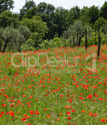 Red poppies on green field