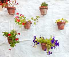 Terracotta vases with colorful flowers hanging on white wall