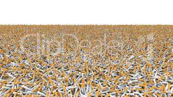 Field of cigarettes.