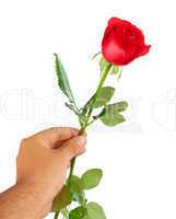 Red rose in a male hand