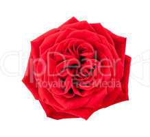 One red rose