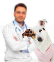 Jack Russell with veterinarian