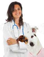 Jack Russell with veterinarian