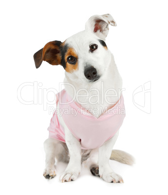 Young Jack Russel with pink dress