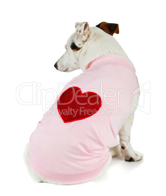 Young Jack Russel with pink dress