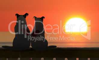 Couple of Jack russell watch the sunset