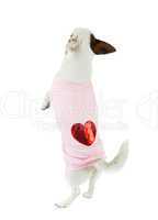 Young Jack Russel with pink dress
