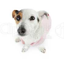 Young Jack Russel with pink dress