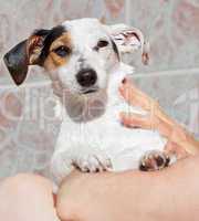 Jack russell under the shower