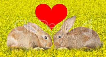 Tow cute rabbits in love