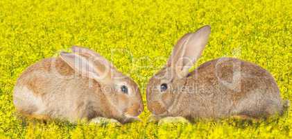 Tow cute rabbits in love