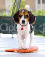 Cute Beagle puppy