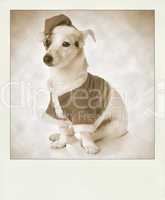 Vintage polaroid with dog as santa
