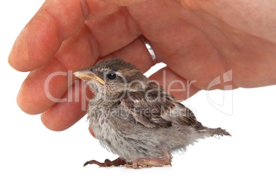 Close up of nice little sparrow in a hand