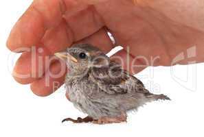 Close up of nice little sparrow in a hand