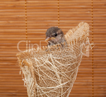 Close up of nice little sparrow in a nest of jute