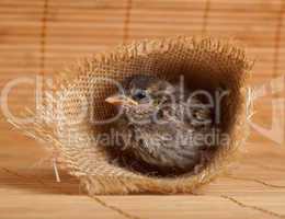 Close up of nice little sparrow in a nest of jute