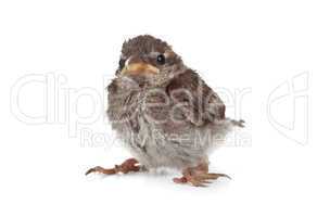 Close up of nice little sparrow